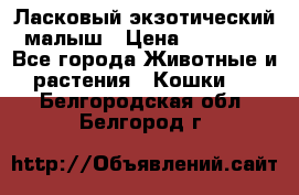 Ласковый экзотический малыш › Цена ­ 25 000 - Все города Животные и растения » Кошки   . Белгородская обл.,Белгород г.